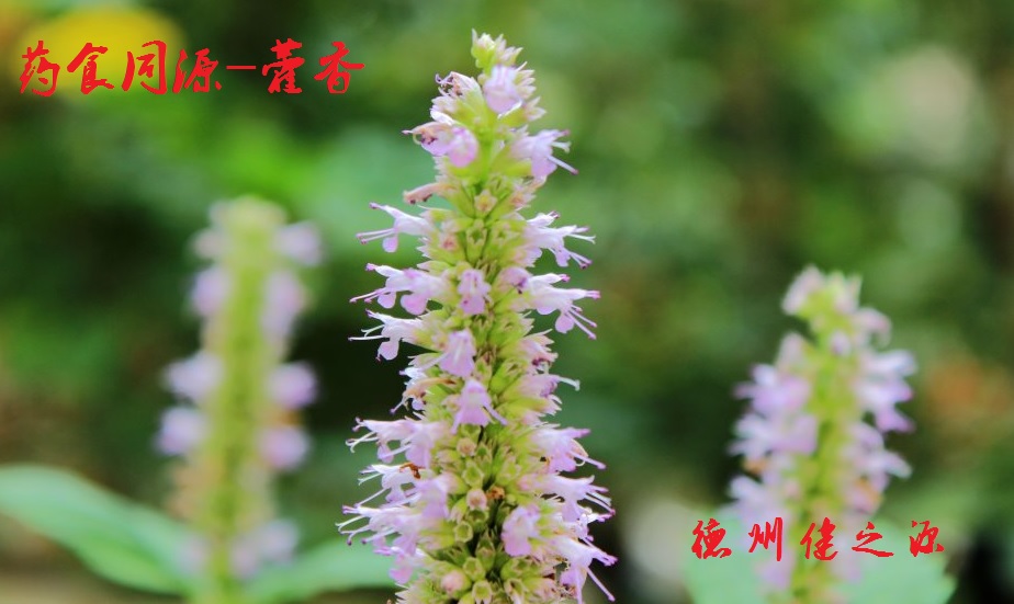 藿香薄荷茶，炎炎烈日的防暑茶