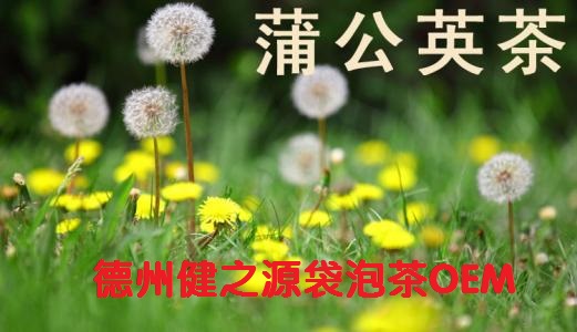蒲公英茶，今天您喝了嗎？