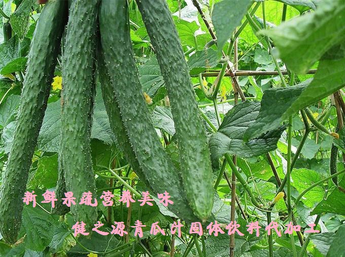 青瓜的六大營(yíng)養(yǎng)價(jià)值，你知道嗎？